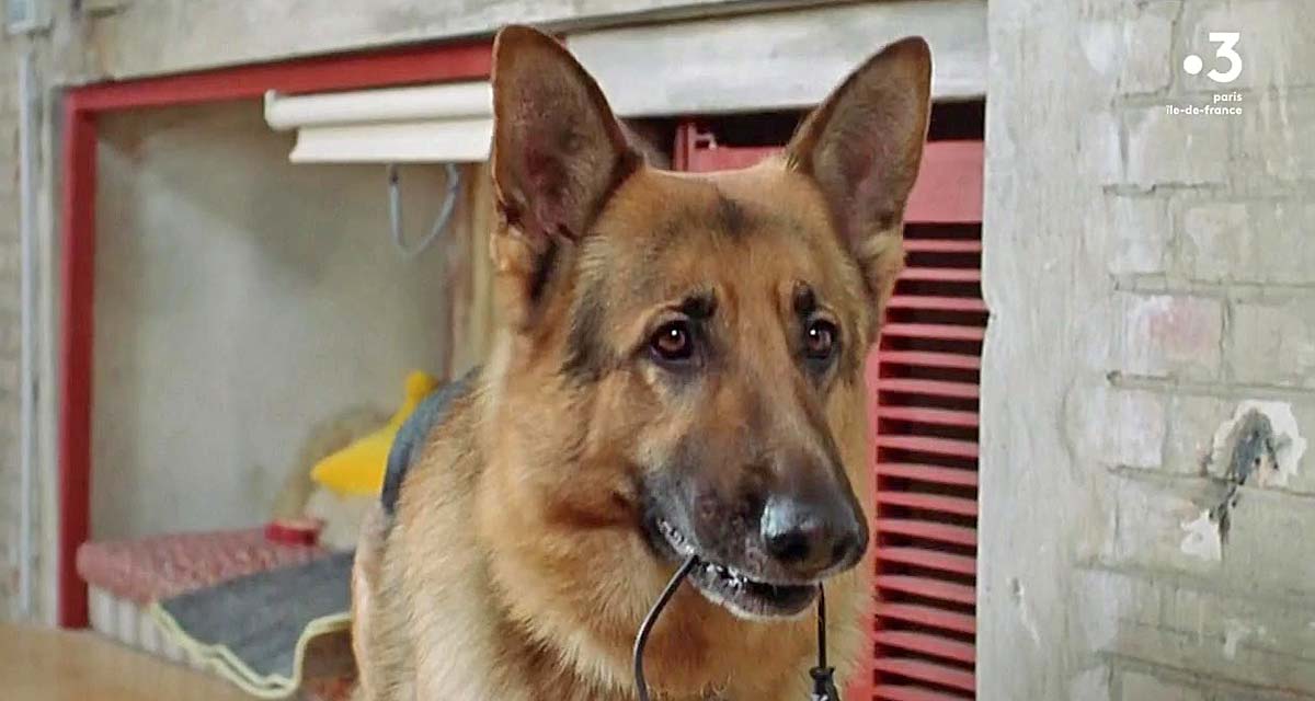 Rex : le grand n’importe quoi de France 3 avec le chien flic Rex : le grand n’importe quoi de France 3 avec le chien flic