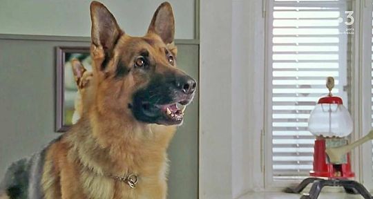 Rex : le retour impossible du chien flic, les fans consolés avec une autre série ?