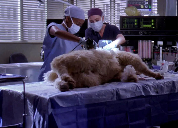 Grey’s Anatomy : Derek Shepherd appelé par le président, TF1 battue Grey’s Anatomy : Derek Shepherd appelé par le président, TF1 battue