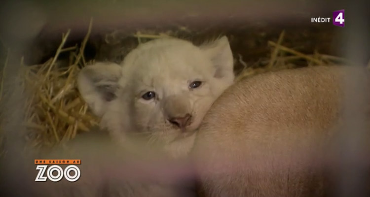Une saison au zoo : démarrage réussi pour la saison 5 sur France 4 en prime time Une saison au zoo : démarrage réussi pour la saison 5 sur France 4 en prime time